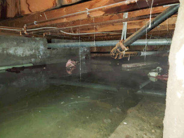 Best Local water damage restoration  in Franklin, NJ