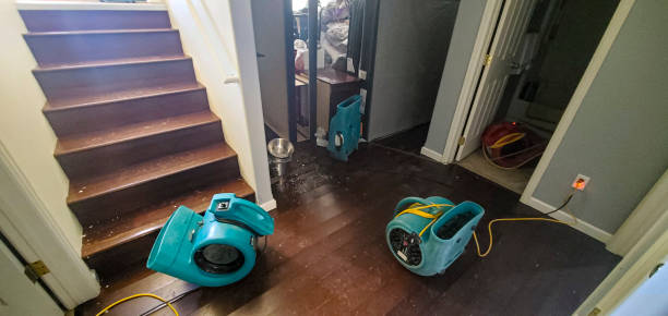 Best Mold removal after water damage  in Franklin, NJ